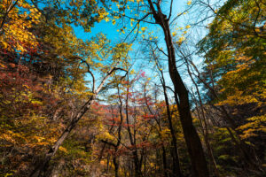 Follow Muju Trail Grand Finale: live timing